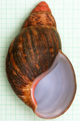 Archachatina marginata suturalis Nigeria